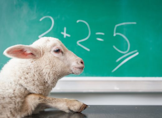 white sheep on white surface